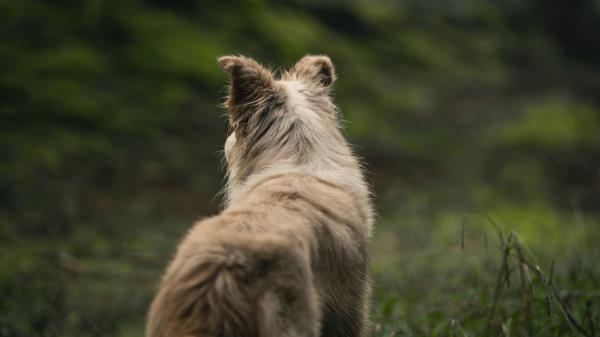 Dog Pet Fluffy Wallpaper