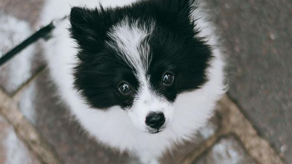 Dog Pet Legs Wallpaper