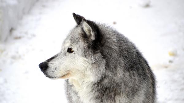 Dog Profile Snow Wallpaper