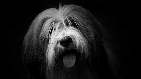 Dog Protruding Tongue Furry Wallpaper