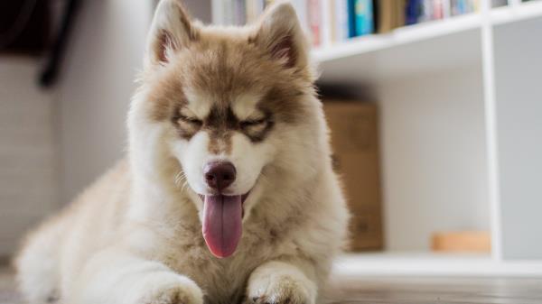 Dog Protruding Tongue Muzzle Wallpaper