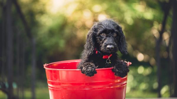 Dog Puppy Bucket Sitting Wallpaper
