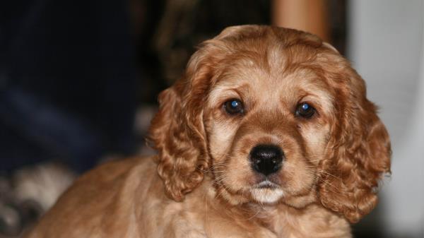 Dog Puppy Color Wallpaper
