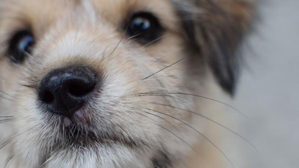 Dog Puppy Muzzle Close Up Wallpaper