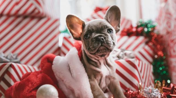 Dog Puppy New Year Wallpaper