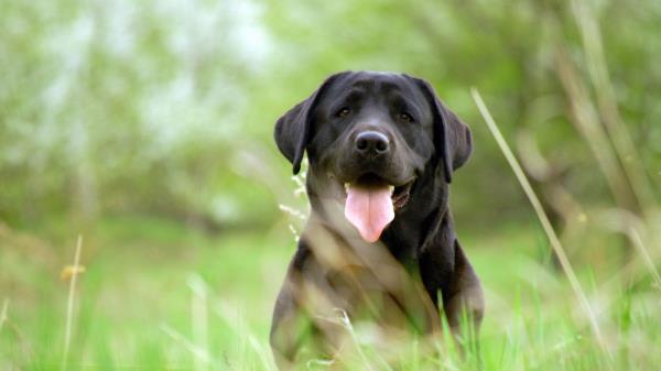 Dog Retriever Face Grass Wallpaper