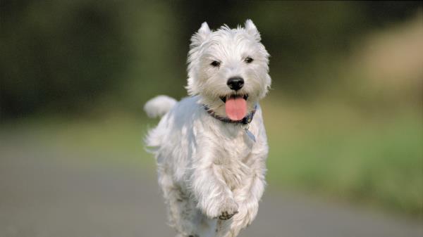 Dog Running Asphalt Road Wallpaper