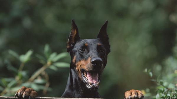 Dog Security Fence Wallpaper