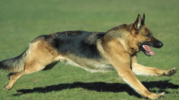 Dog Sheepdog Jogging Law Wallpaper