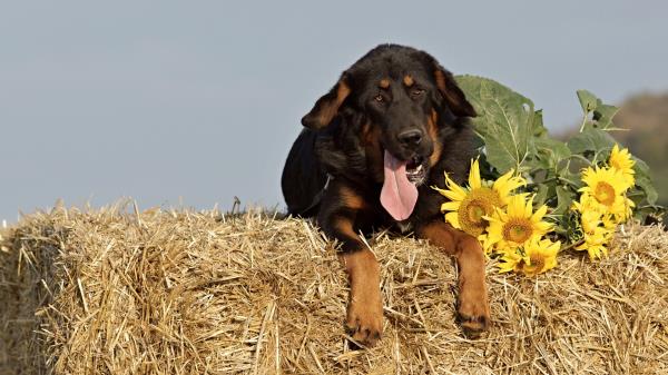 Dog Sheepdog Muzzle Hay Sunflowers Wallpaper