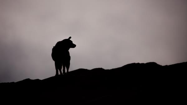 Dog Silhouette Outlines Wallpaper