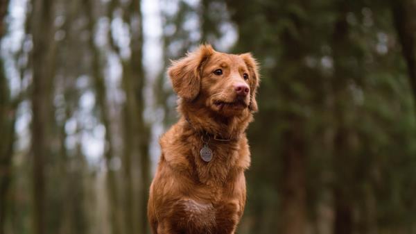 Dog Sitting Stump Moss Walk Wallpaper