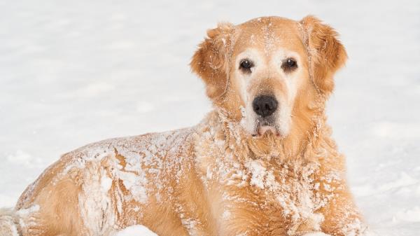 Dog Snout Snow Lying Wallpaper