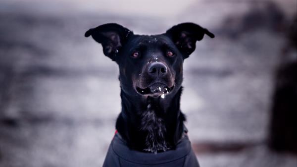 Dog Snow Blur Wallpaper