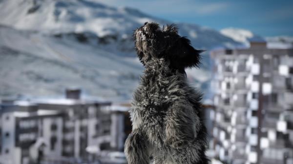 Dog Snow Jump Building Wallpaper