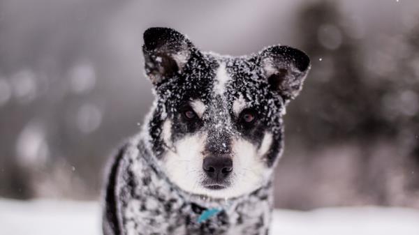 Dog Snow Wet Wallpaper