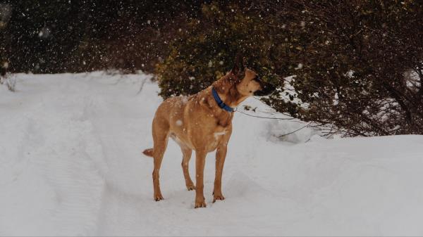 Dog Snowfall Walk Wallpaper
