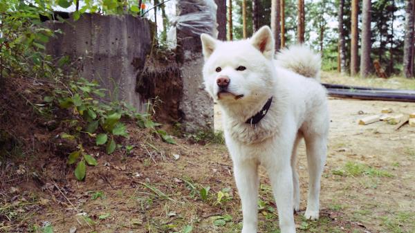 Dog Stand Grass Path Collar Wallpaper