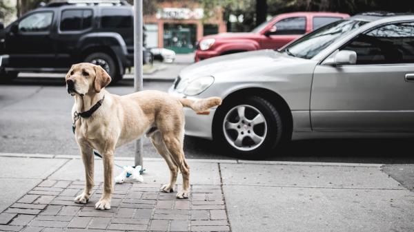 Dog Street City Cars Wallpaper