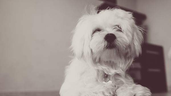 Dog Terrier White Fluffy Wallpaper