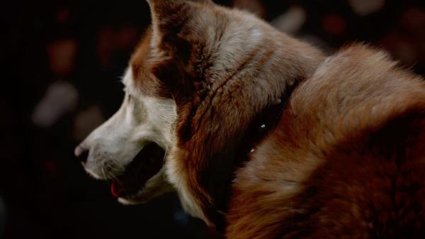 Dog Tongue Hanging Out Pet Wallpaper