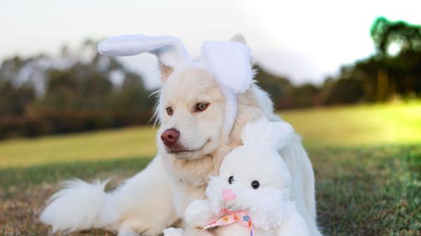 Dog Toy Rabbit Wallpaper