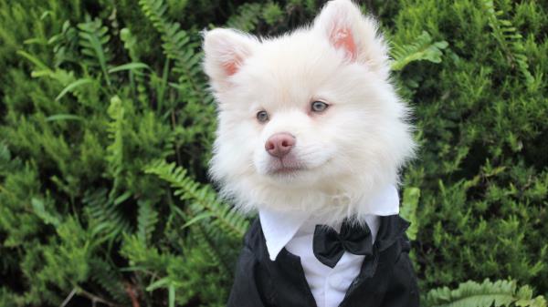 Dog Tuxedo Muzzle Wallpaper