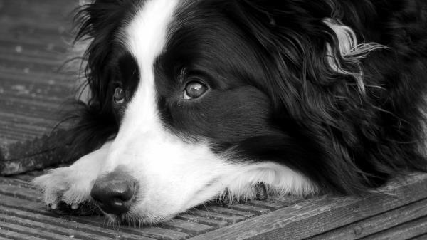 Dog View Vacation Wallpaper