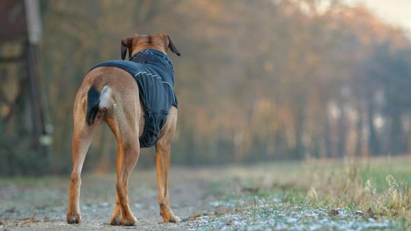 Dog Walk Costume Wallpaper