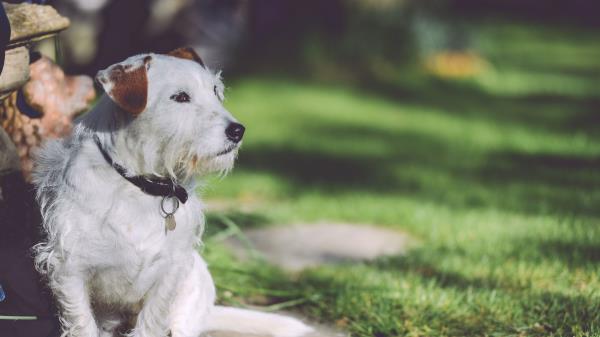 Dog Walk Light Sits Wallpaper
