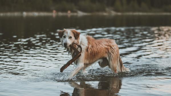 Dog Walk Water Stick Wallpaper