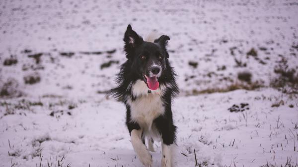 Dog Walk Winter Wallpaper