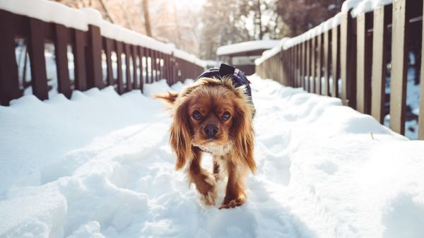 Dog Walking Winter Wallpaper