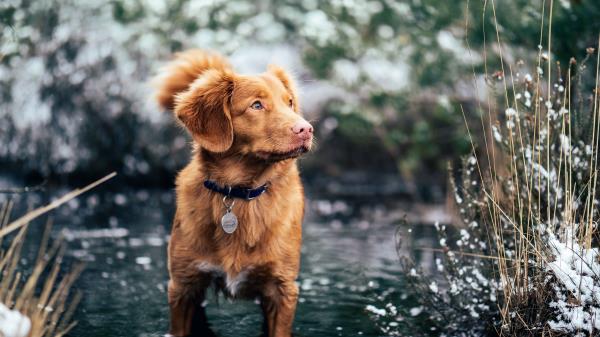 Dog Water Walk Collar Wallpaper