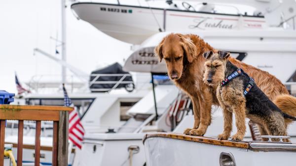 Dogs Boat Couple wallpaper