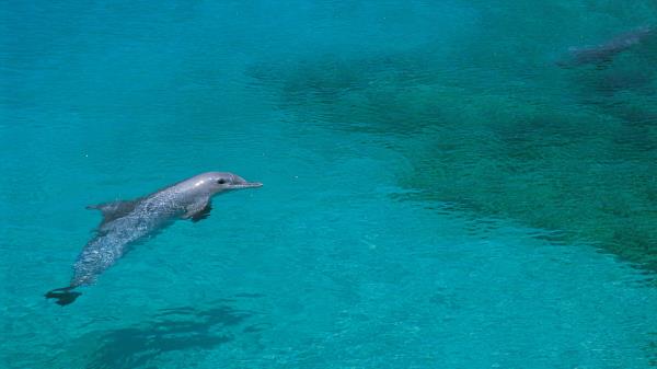 Dolphin Shallow Water Swim Wallpaper