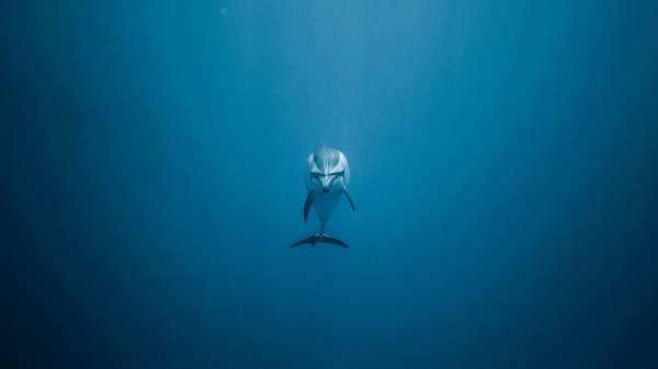 Dolphin Underwater World Swim Wallpaper