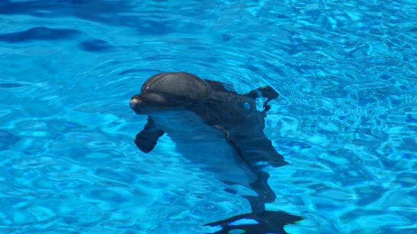 Dolphin Water Ripples Wallpaper