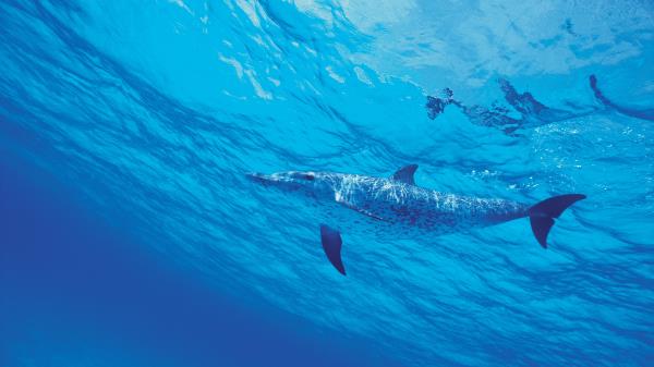 Dolphin Water Sea Wallpaper