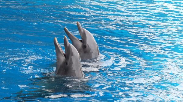 Dolphins Couple Duet Water Wallpaper