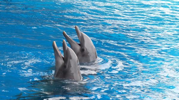 Dolphins Couple Hd Wallpaper