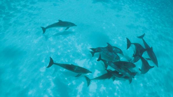 Dolphins Flock Shoa Wallpaper