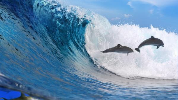 Dolphins Ocean Wave Freedom Wallpaper