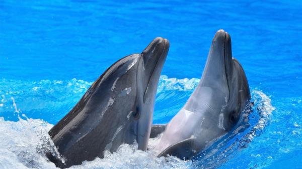 Dolphins Steam Water Spray Wallpaper