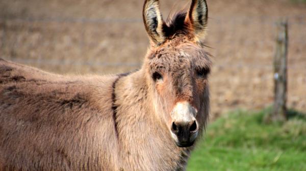 Donkey Animal Muzzle Wallpaper