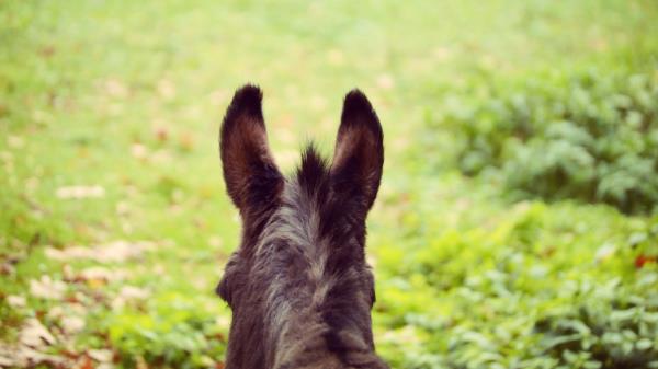 Donkey Ears Blur Wool Wallpaper