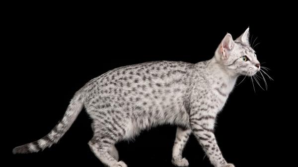 Egyptian Mau Cat Color Spotted Wallpaper
