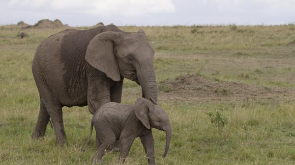 Elephant Baby Elephant Love Africa Nature Wallpaper