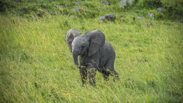 Elephant Cub Animal Wallpaper