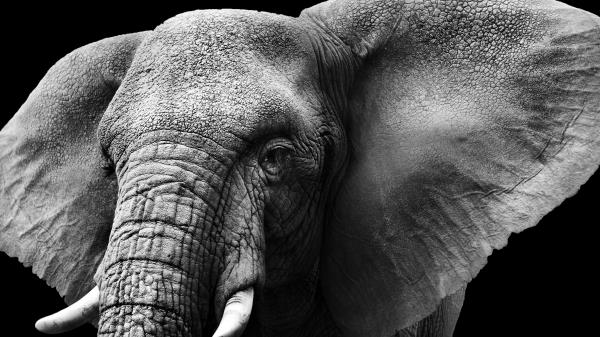 Elephant Dark Background Hd Wallpaper